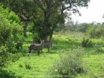 im Krüger National Park, Südafrika